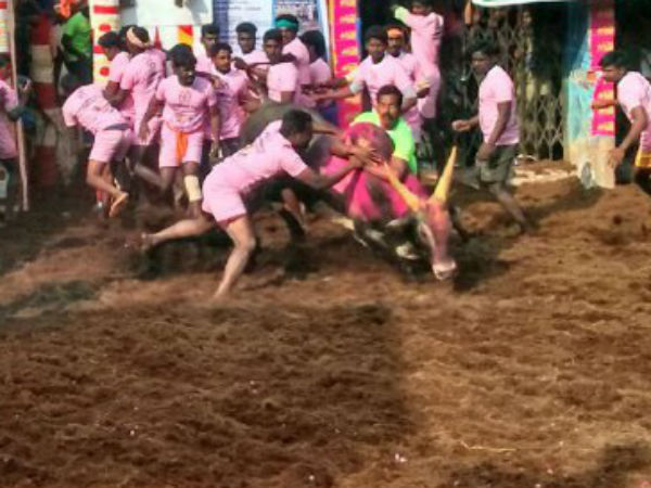 மதுரையும் ஜல்லிக்கட்டும்