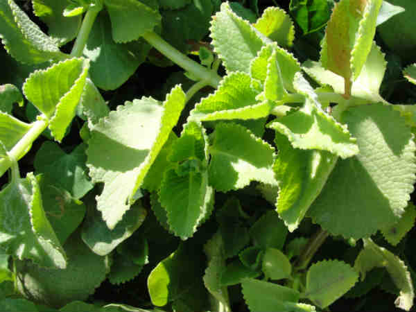 கற்பூரவள்ளி