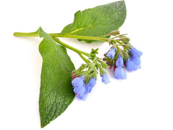 மூக்குத்திப் பூ (Comfrey)