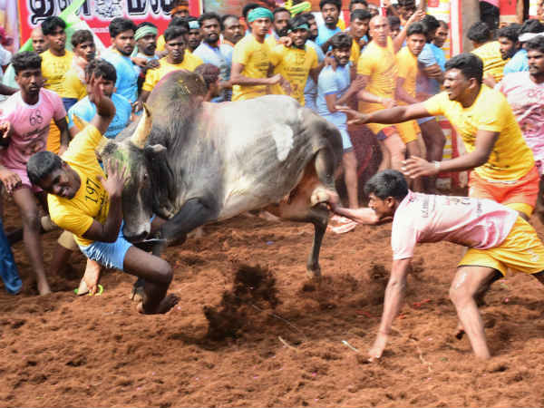அலங்காநல்லூர் ஜல்லிக்கட்டு