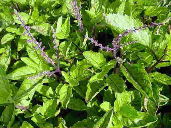 கருந்துளசி
