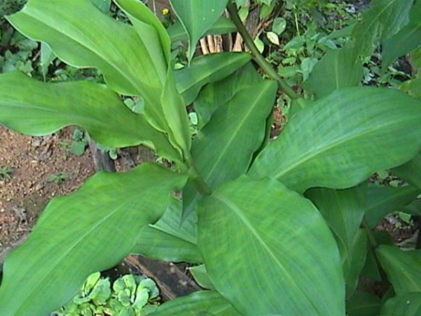 மற்றொரு ஆய்வு