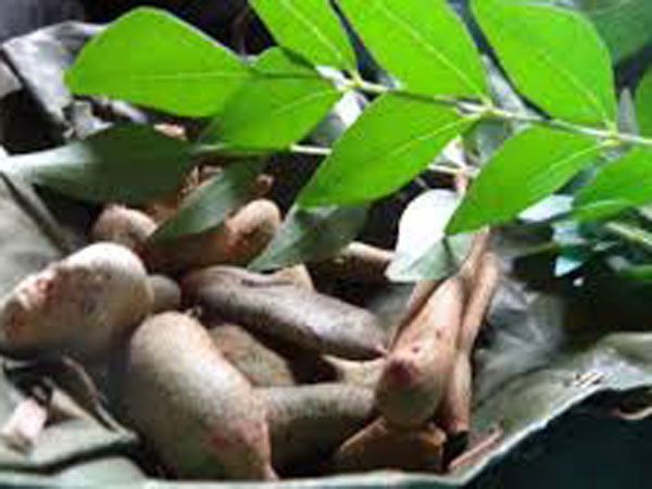 புளிய மரம்