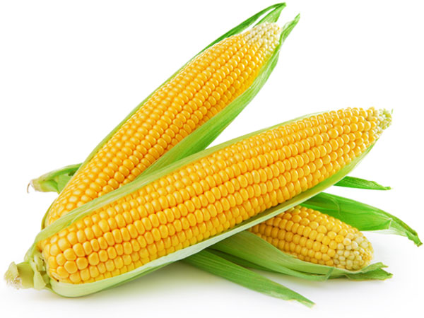 சோளம்