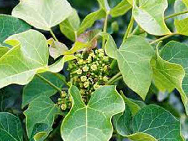 பராம்பரிய பயன்கள்