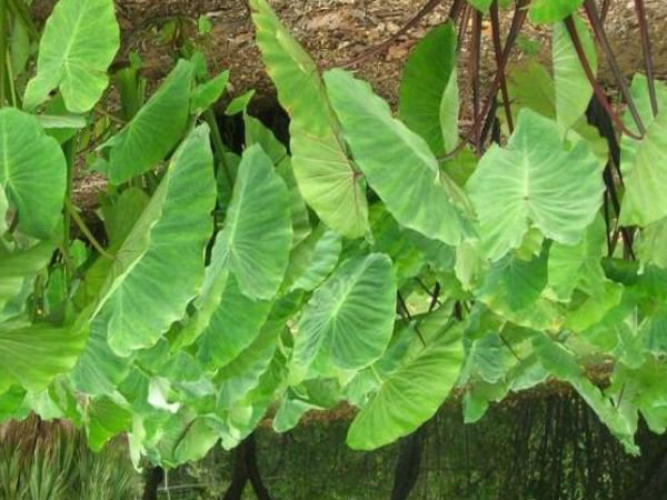 இலைகளின் அமைப்பு