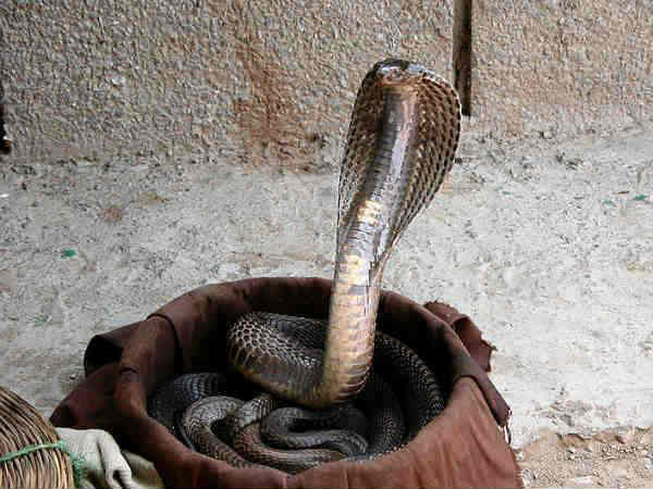 பாம்பு