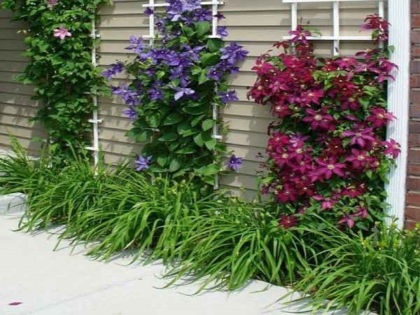 பகுல் (Bugleweed)