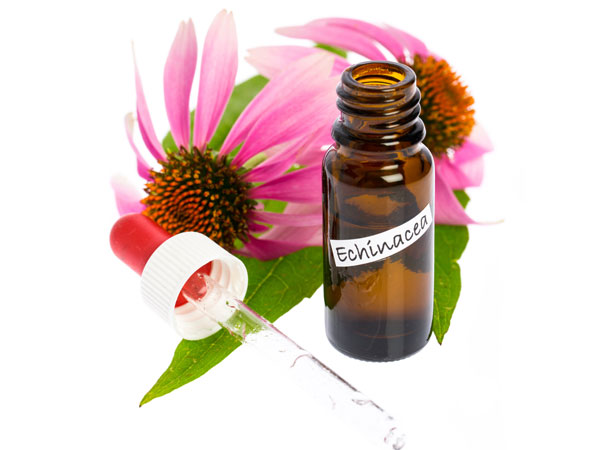 எக்கினேசியா (Echinacea)