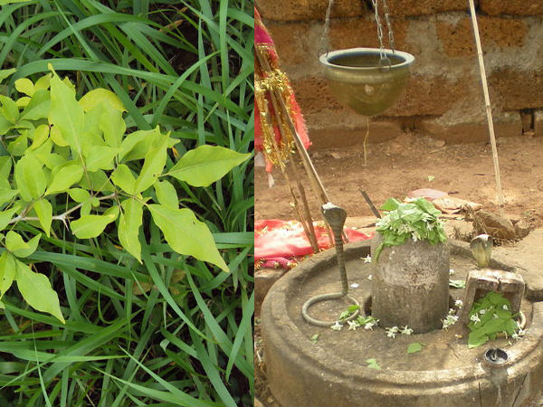 வில்வ அர்ச்சனை