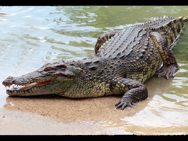 முதலை