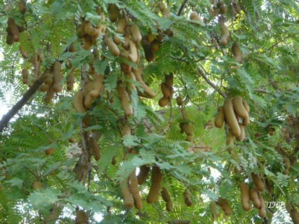 புளியமரம்