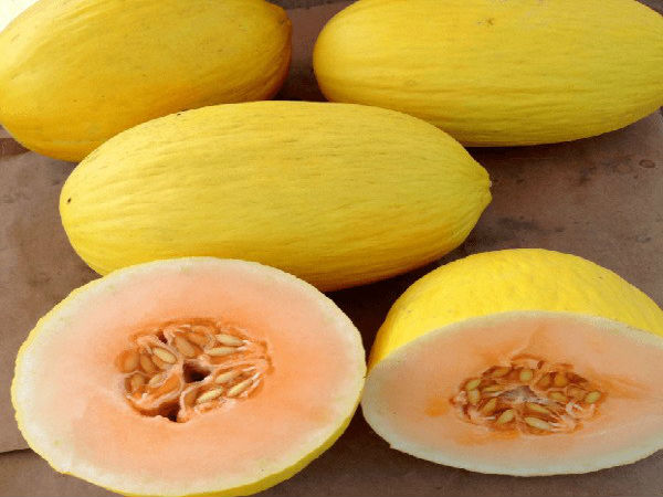 கிர்ணிப் பழம் என்பது என்ன?