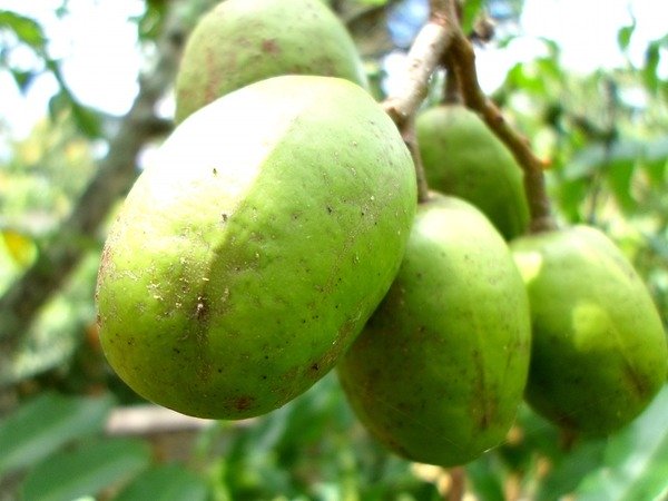 நோய் தீர்க்கும்