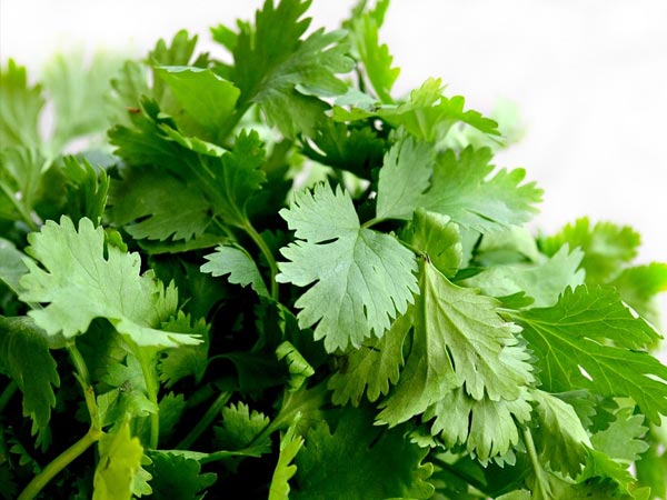 கொத்தமல்லி விதைகள்