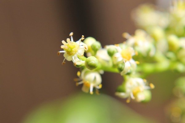 ஊட்டச்சத்துகள் விவரம்