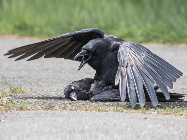 இறந்த விலங்குகள்