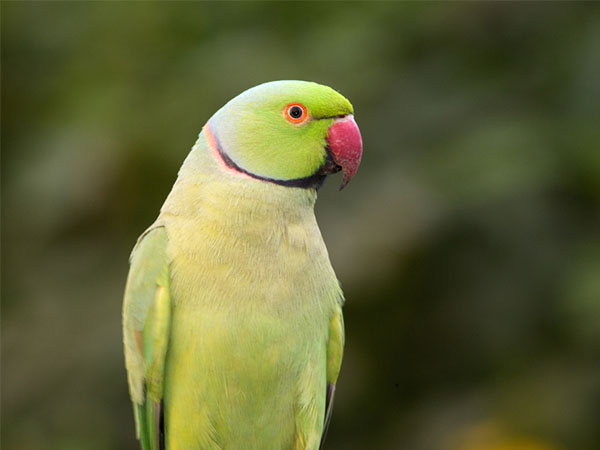 கிளி