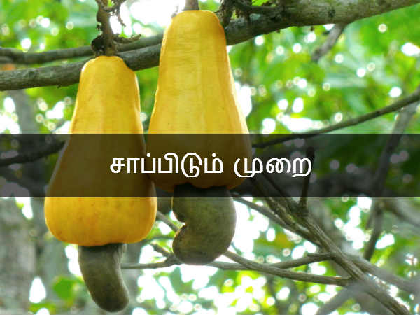 முந்திரி பட்டை மற்றும் இலை