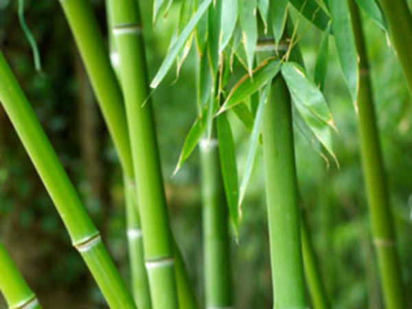 மூங்கில் செடி