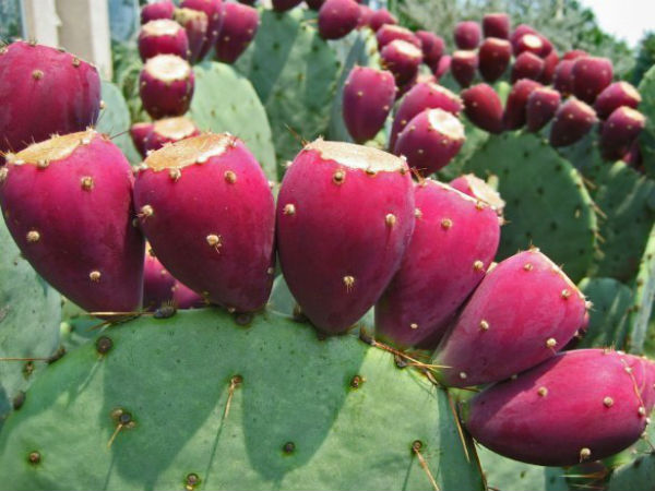 சுவையோ சுவை