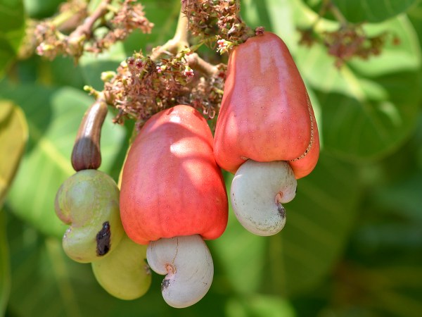 முந்திரி விதை மற்றும் தண்டுகள்
