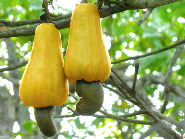 முந்திரிப்பழம்