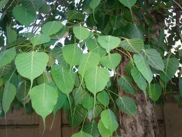மர சாபம்