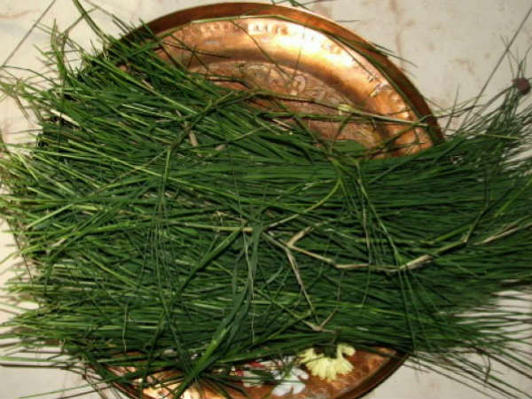 அருகம்புல்