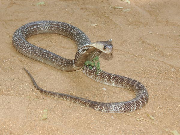 பாம்பு