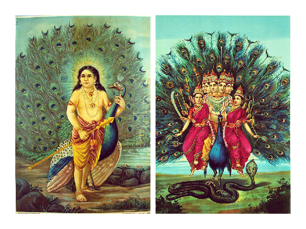 மயில் மற்றும் பாம்பு