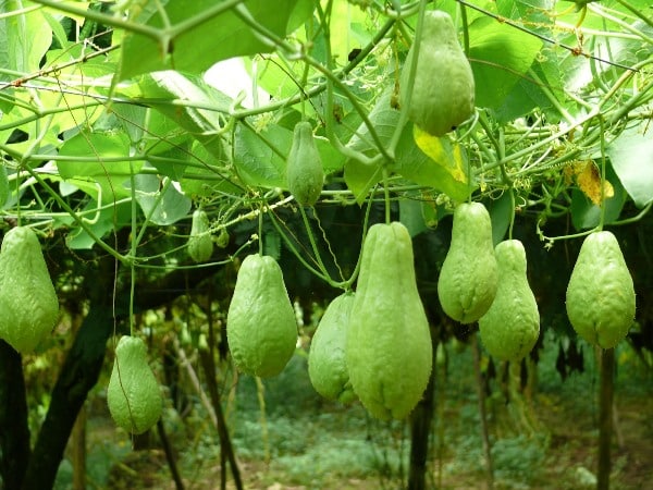 பயன்கள்