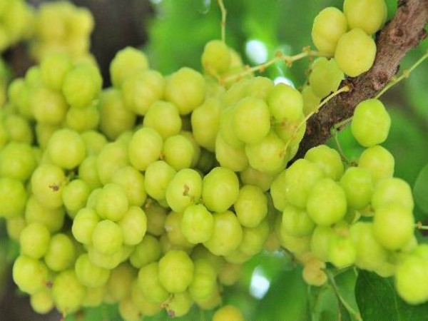 சிவனின் ஐடியா