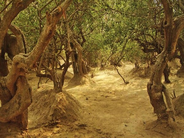 பிருந்தாவனம்