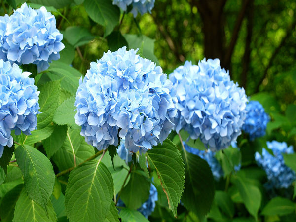 பாரம்பரிய பயன்கள்