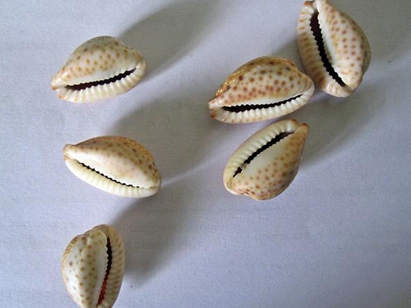 சோழிகள்