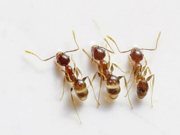 எறும்புகள்