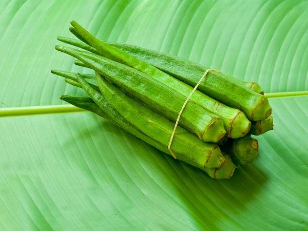 கர்ப்பகாலத்தில் வெண்டைக்காய் சாப்பிடலாமா?