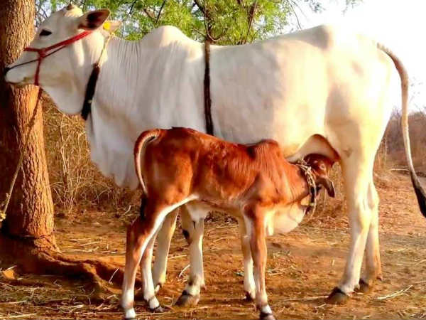 அமைதியான விலங்கு
