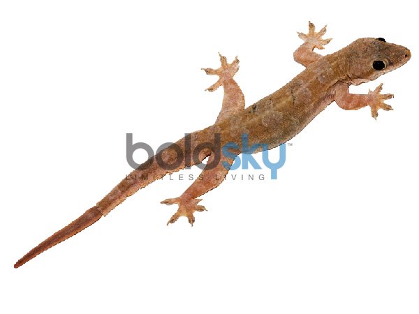 உயிருடன் பல்லி