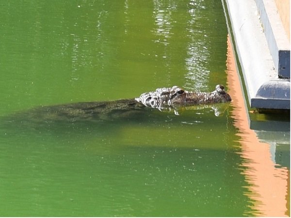 வனத்துறை