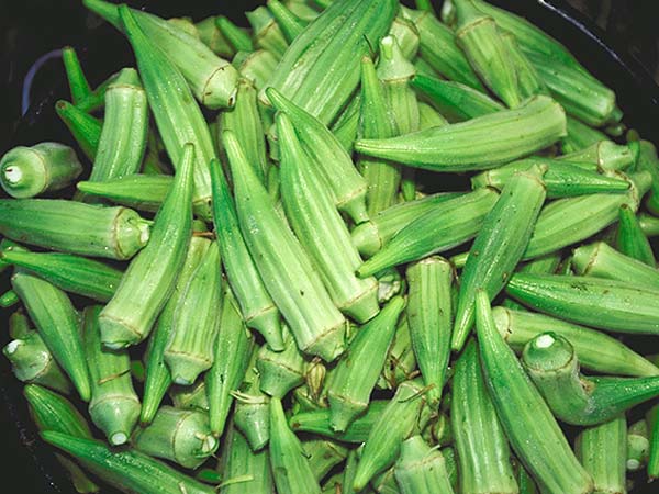 நார்ச்சத்துக்கள்