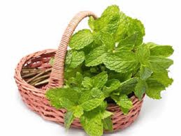 அறுவடை மற்றும் சேமித்தல்