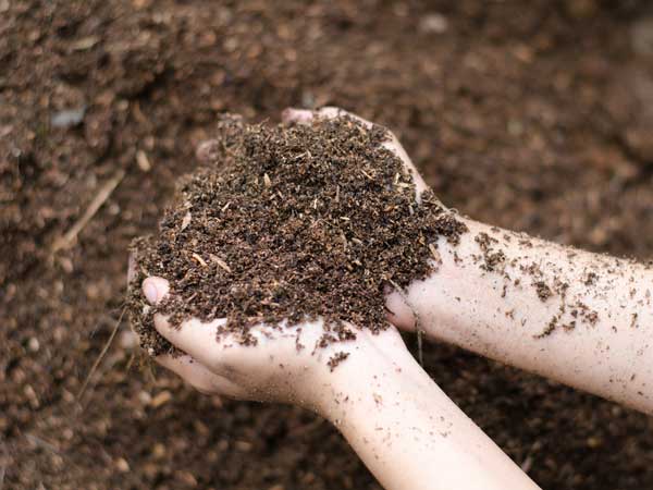 #5 விதையில்லா தர்பூசணி நடவு மற்றும் வளர்ச்சி