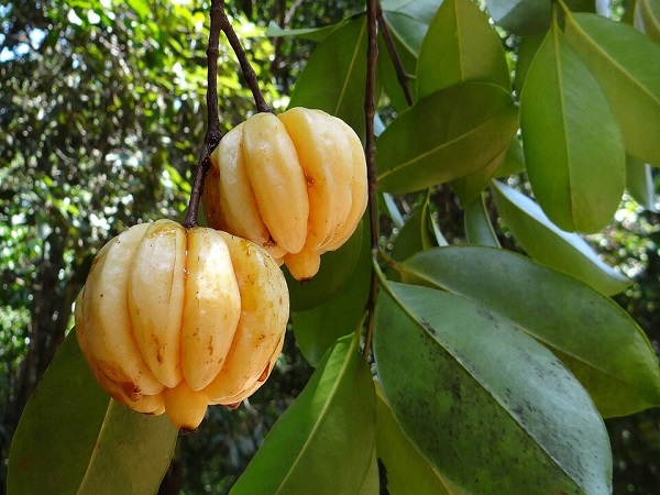 குடம்புளி