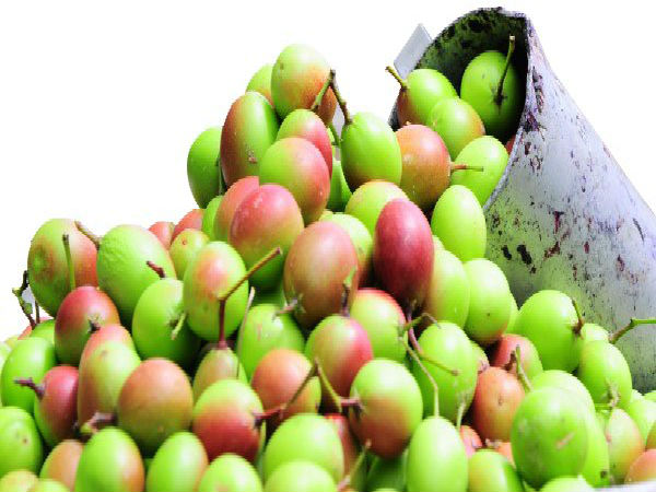 ஒட்டுமொத்த தாவரம்