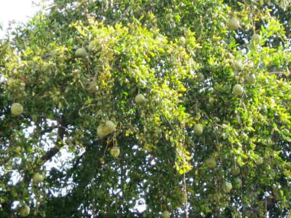 எந்த ராசிக்கு எந்த மரம்