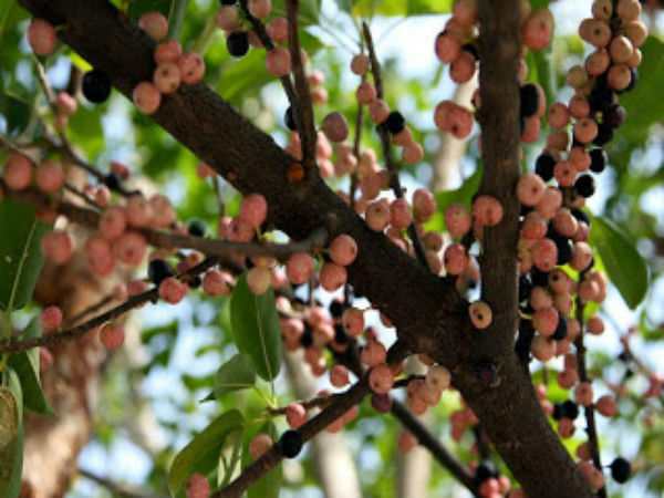 ரிஷப ராசி