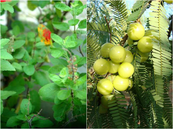 நெல்லி மரம்