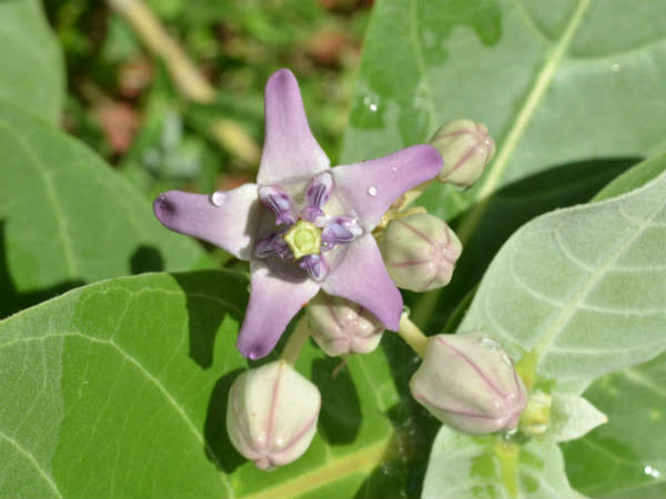 எருக்கை